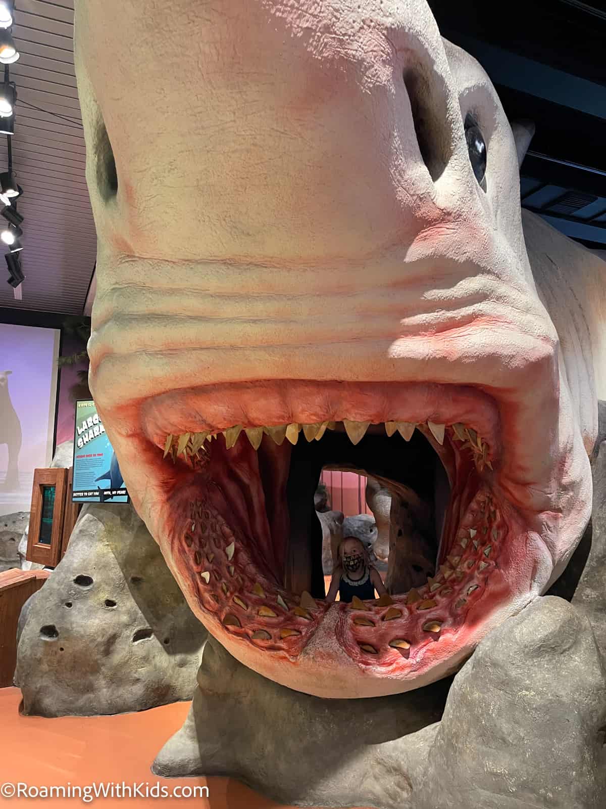 Museum of Discovery and Science in a large shark display