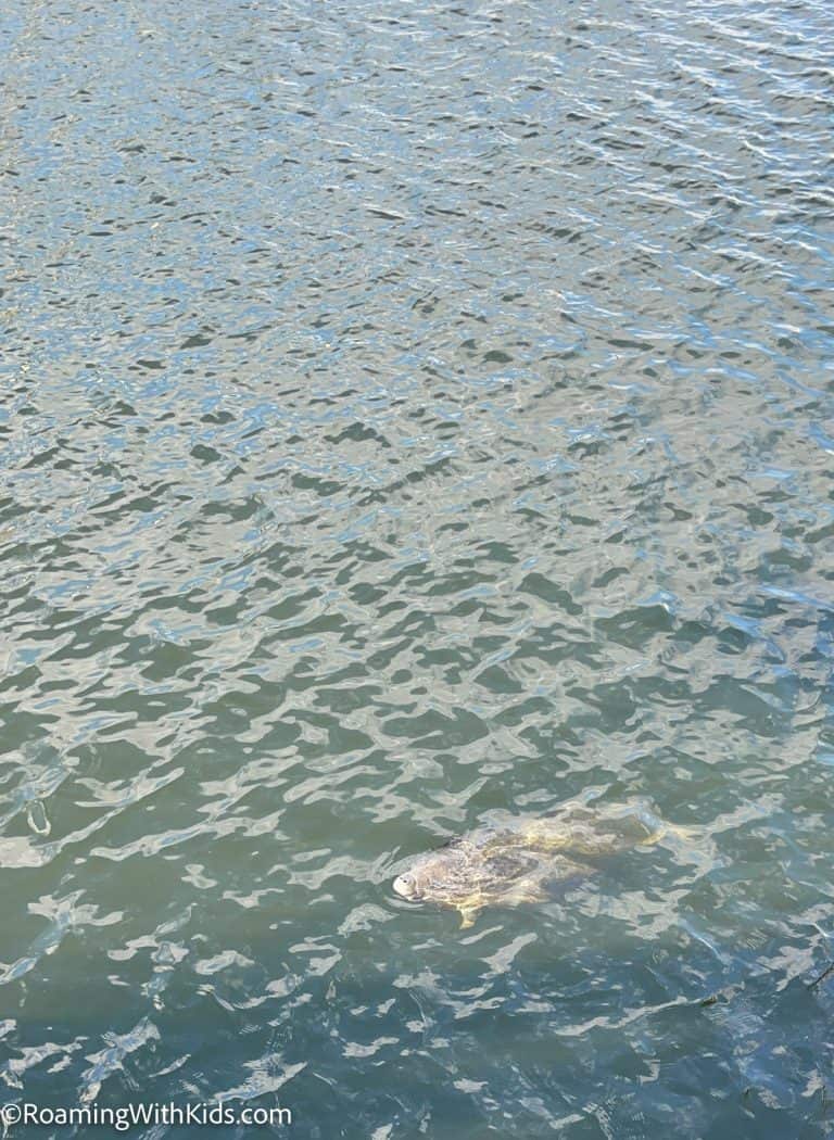 Visiting Manatee Viewing Center at Tampa Electric