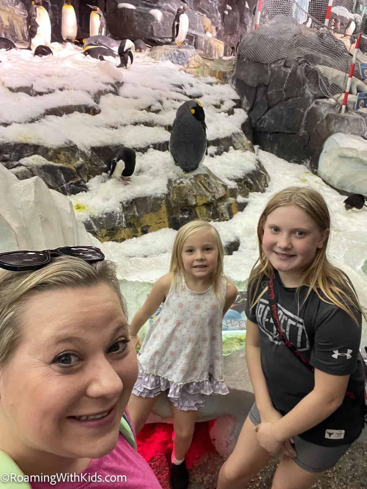 penguin exhibit at SeaWorld Orlando