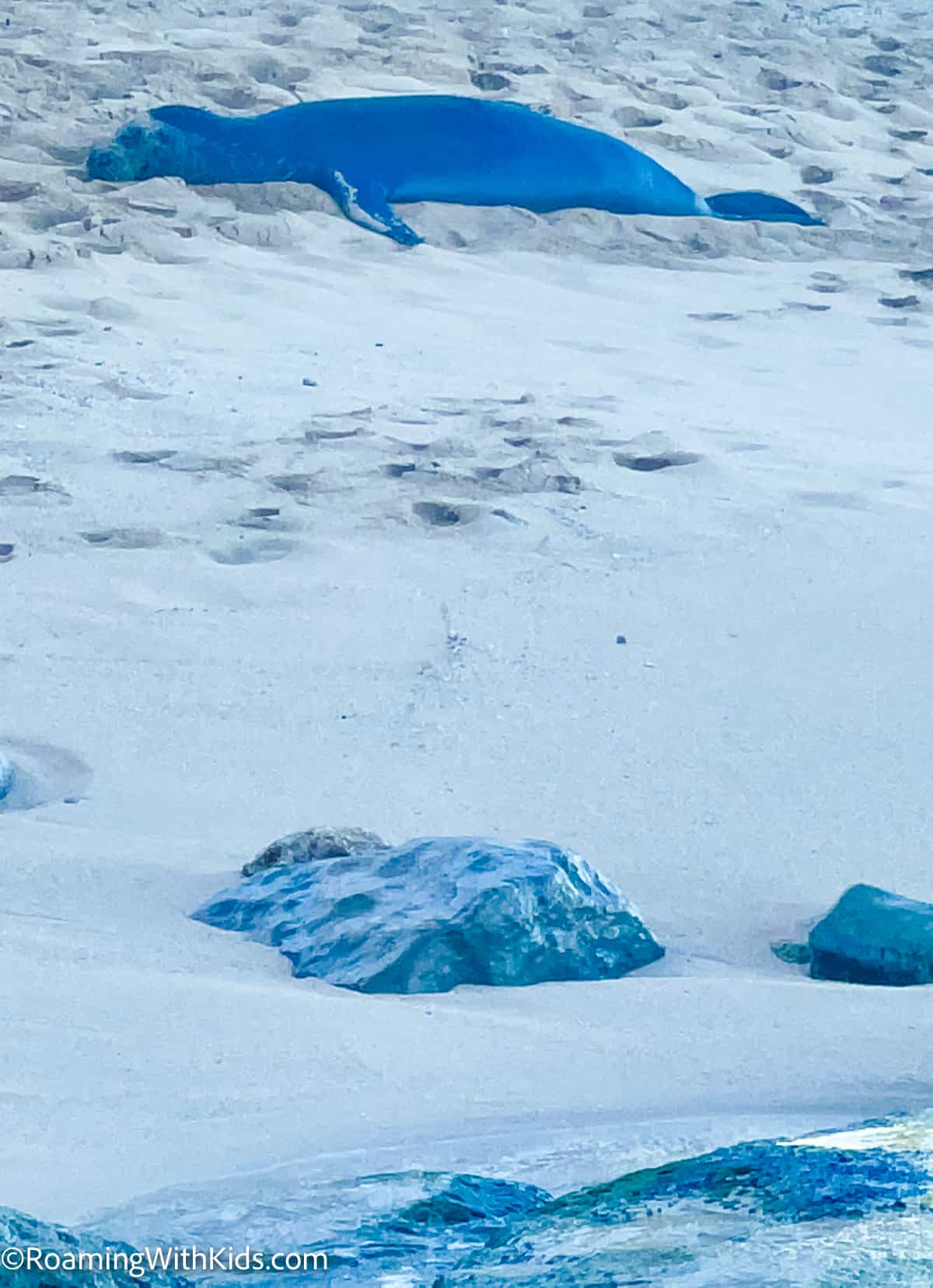 monk seal on secret beach