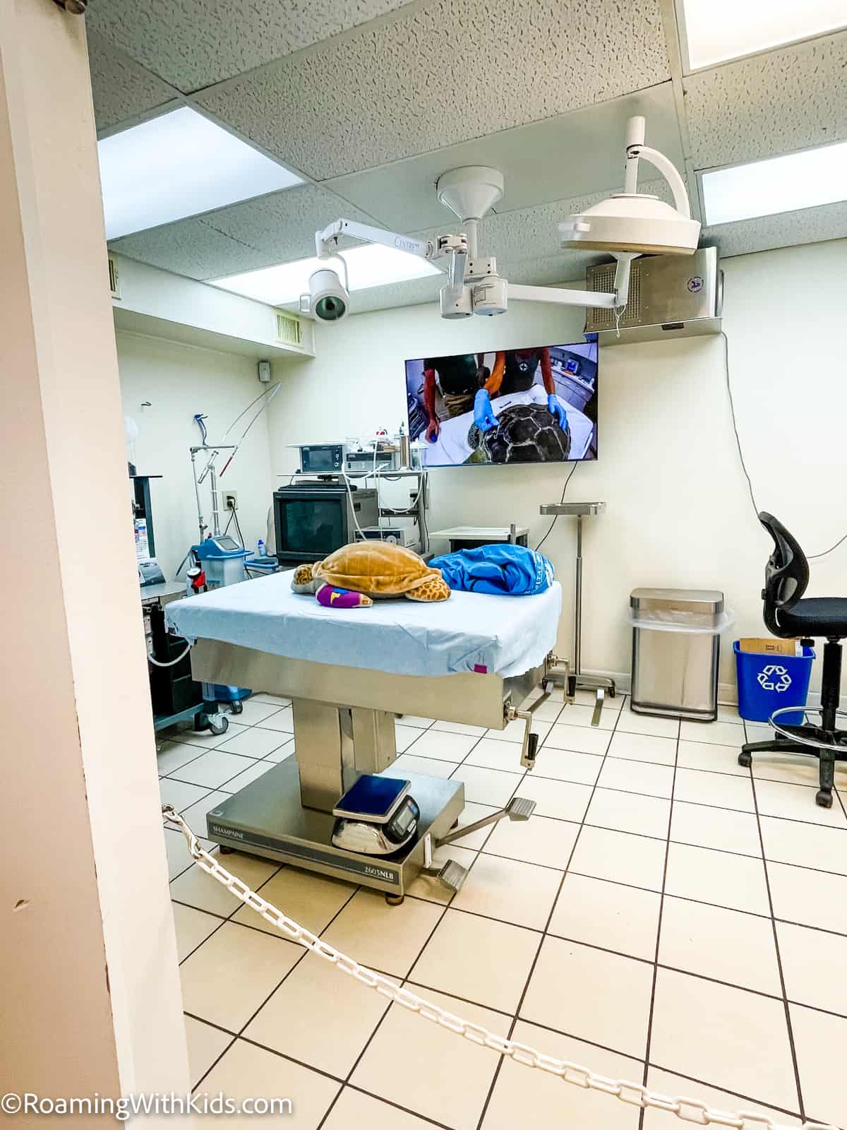 Turtle Hospital in Marathon Florida hospital room