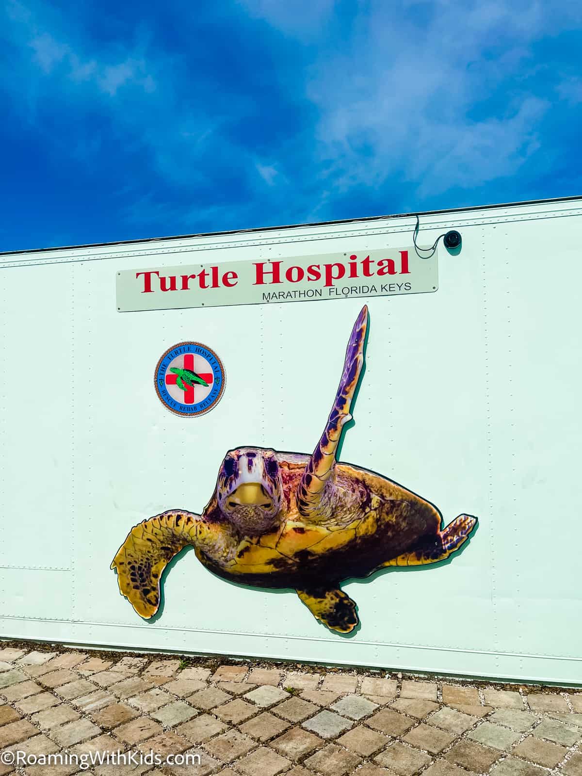 Visiting the Turtle Hospital In Marathon Florida