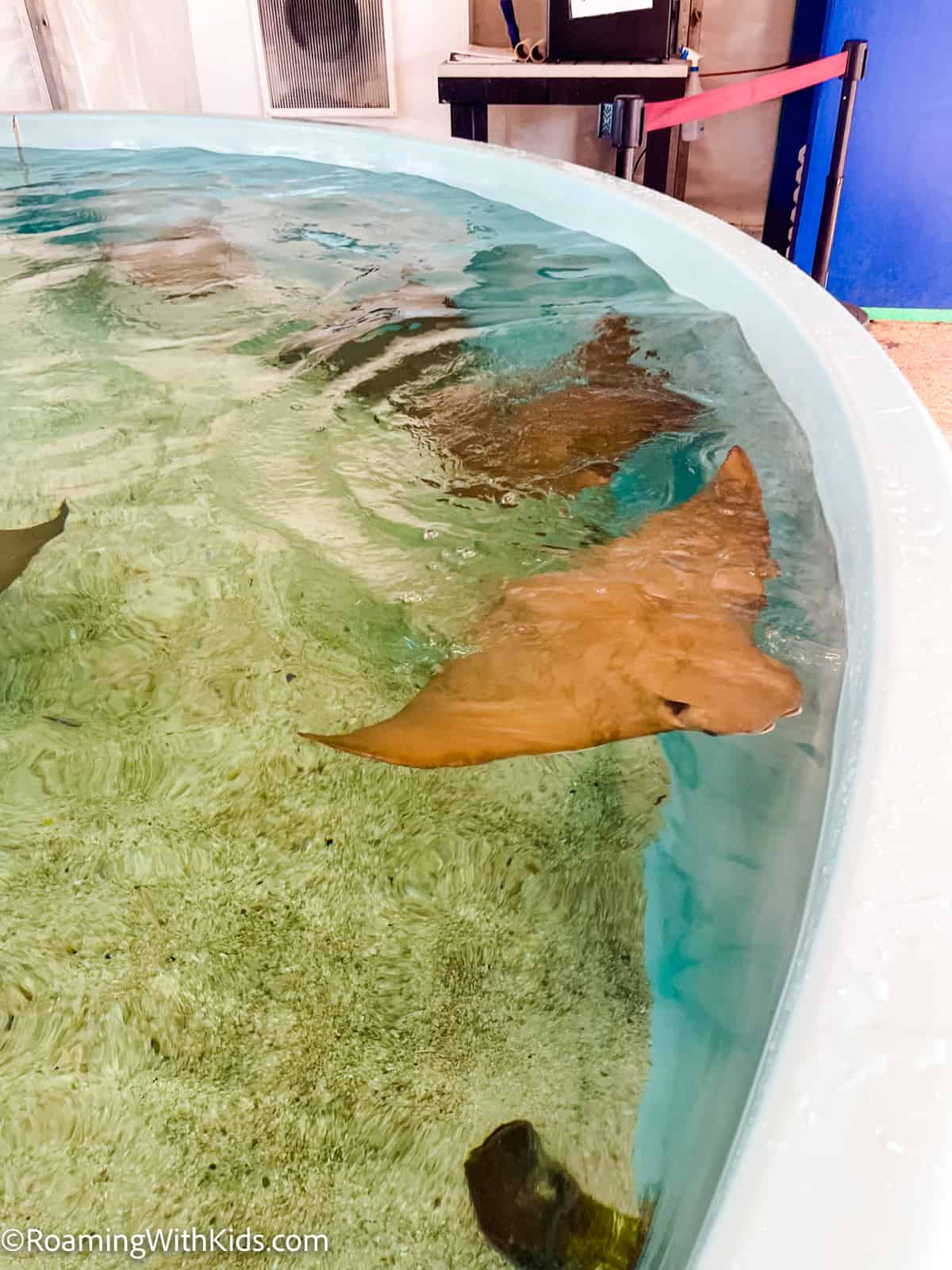 Mystic Aquarium with kids - sting rays
