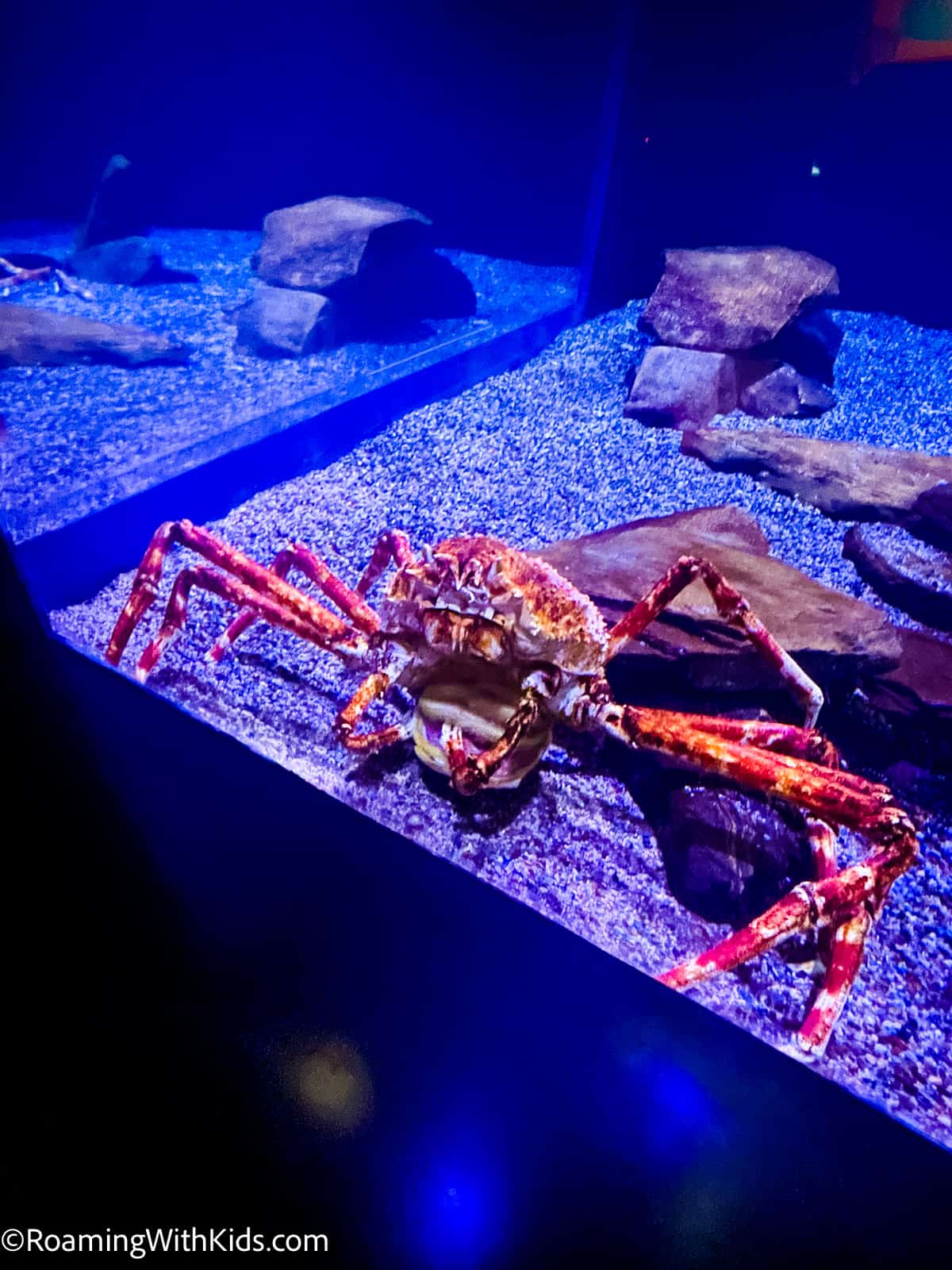 Mystic Aquarium with kids - large crab